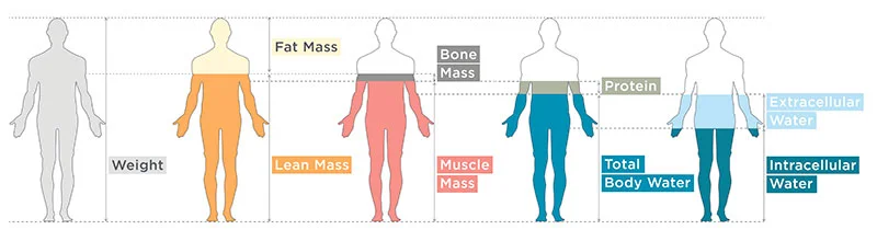 Body composition Body composition