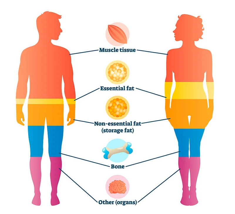 Body composition Body composition